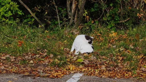 A stray cat is sitting. Video stock 331127227