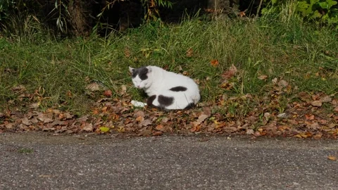 A stray cat is sitting. Stock Footage 331127314