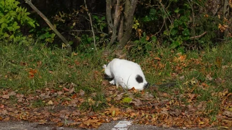 A stray cat is sitting. Stock Footage 331127347