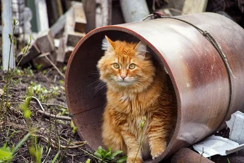 A stray cat sitting inside of a pipe on an abandoned territory Stock Photos