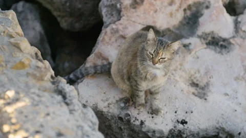 Stray cat sitting on jetty rocks looking into camera in Stintino, Italy (SlowMo) Stock Footage 128746908