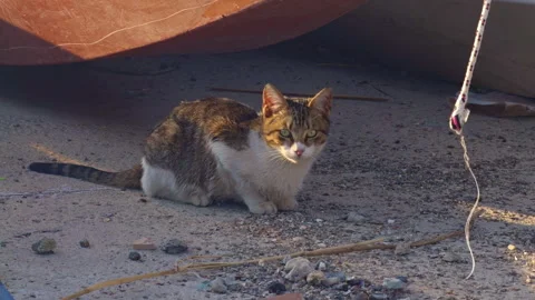 Stray Cat Sitting Near Boat by the Sea Stock Footage 330692853