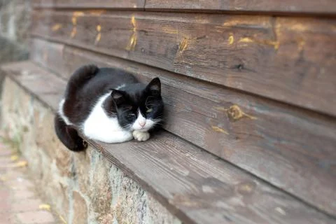 Stray cat sitting Stock Photos