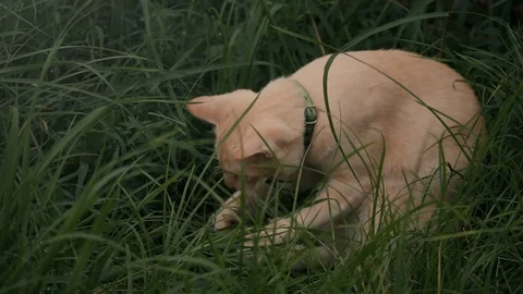 Stray cat sitting play grass in garden slow motion Stock Footage 94486060