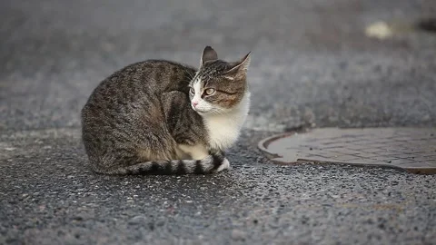 Stray cat sitting on the road. Concept of a homeless animal Stock Footage 148198281