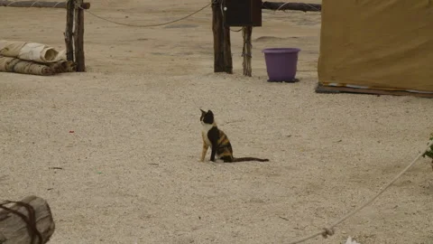 Stray cat sitting on sandy beach near food trucks Video stock 334328542