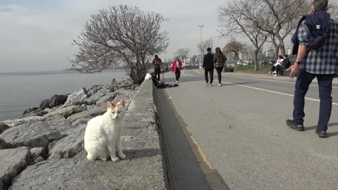 Stray cat sitting on seaside promenade while people walk by Stock-Footage 342392241