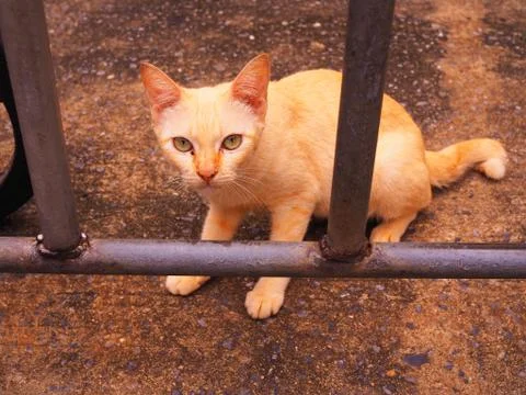 Stray cat sitting, staring through iron fence 库存照片