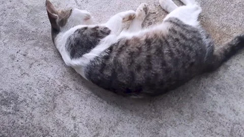 Stray cat sleeping and playing at the street Stock Footage 253249033