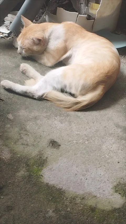 Stray cat sleeping in the backyard Stock Footage 293270887