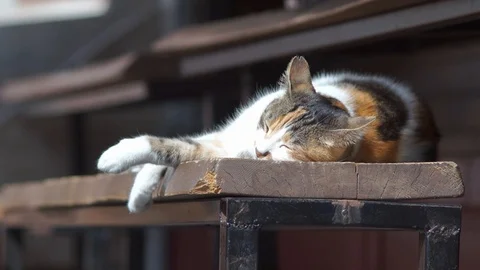 Stray Cat Sleeping On A Bar Bench Stock Footage 104477297