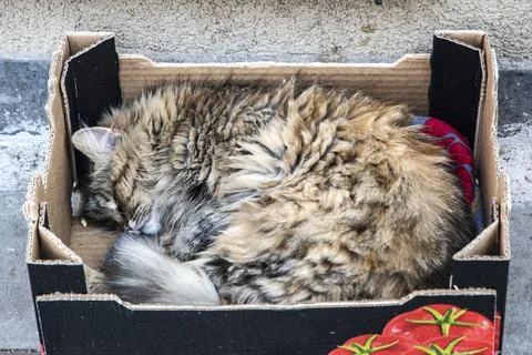 Stray Cat Sleeping In Cardboard Box Fotos Stock