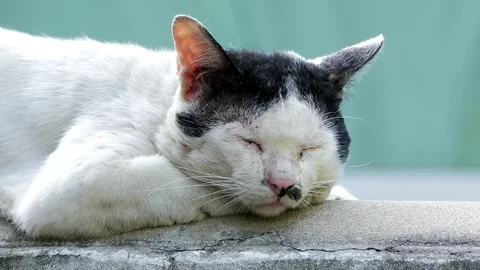 Stray cat sleeping Stock Footage 74413694