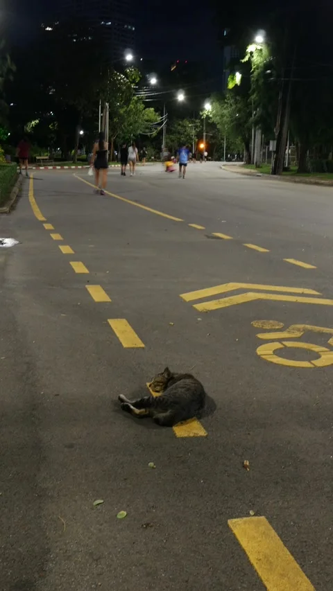 Stray Cat Sleeping on Road While Joggers Exercise. Видео 317377151