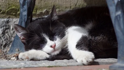 Stray Cat Sleeping At Street Stock Footage 104477316