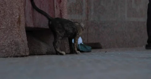 Stray Cat in Souk Mutrah, Muscat, Oman (4K) Stock Footage 45872256