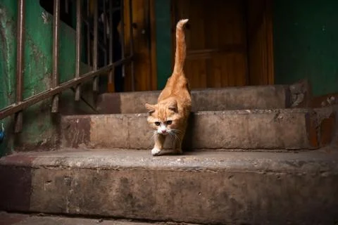 A stray cat in the stairwell Stock Photos