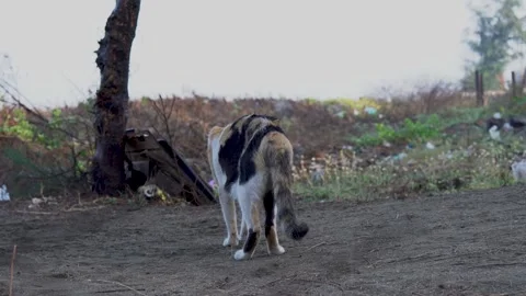 Stray Cat Standing on Quiet Empty Road Stock Footage 336047762