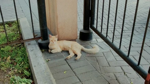 Stray cat stands up and run. Stock Footage 110791794