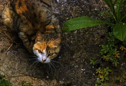 A stray cat staring. Stock Photos