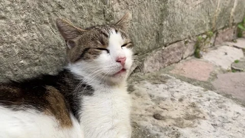 Stray cat in the street - close up Stock Footage 239908187