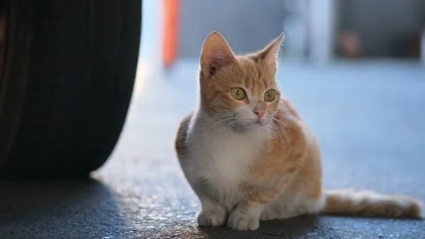 A stray cat on the street Stock Footage 131208745