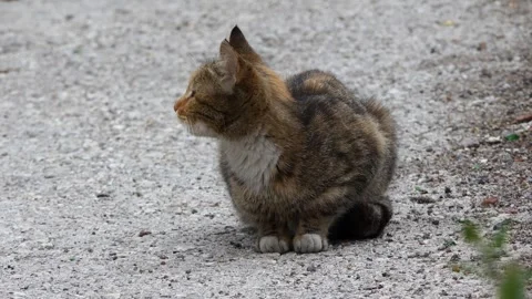 A stray cat on the street Video stock 241897537