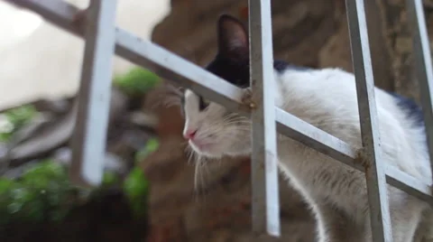 Stray cat on the street looking into the camera Stock-Footage 58229177