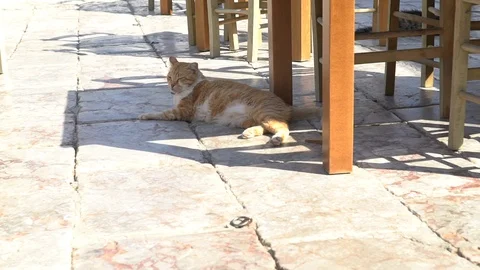 Stray Cat Stretching Video stock 87568804