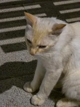 Stray cat strolling peacefully Stock Photos