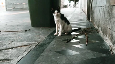 A stray cat strolling on the street pavement Stock Footage 262401952