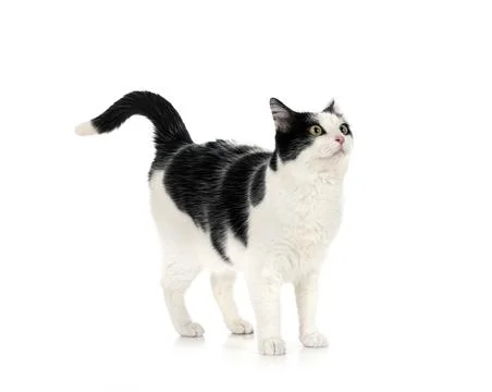 Stray cat in studio Stock Photos