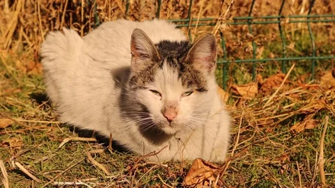 Stray cat sunbathing after a cold night. Homeless cats basking. Weak cat. Pets Stock Footage 228786035