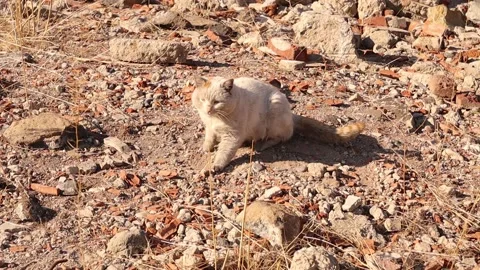 Stray cat sunbathing after a cold night. Homeless cats basking. Male cat. Pets 스톡 동영상 230441251