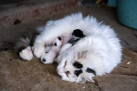 Stray cat with a tiny, just born kitten Stock Photos