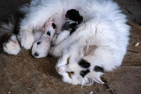 Stray cat with a tiny, just born kitten Stock Photos