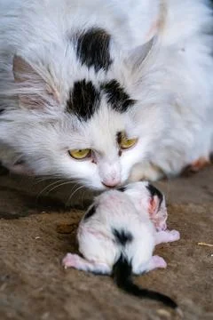 Stray cat with a tiny, just born kitten Foto stock