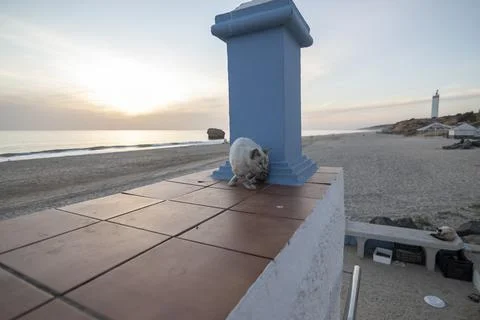 A stray cat on top of a wall Foto stock