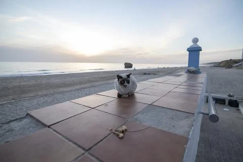A stray cat on top of a wall Foto stock