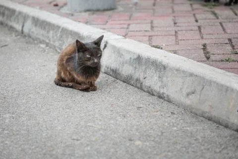 Stray cat in town Stock Photos