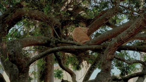 Stray cat in a tree Stock Footage 110823715