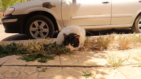 Stray cat trying to eat some grass, it seems to have eaten some dry wild barley Stock Footage 283725392