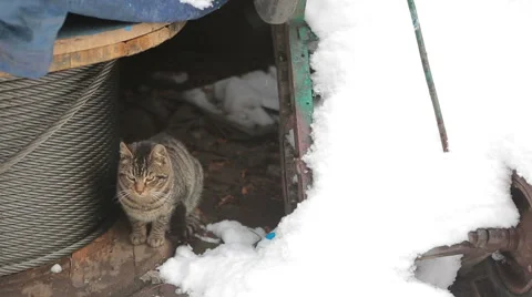 Stray cat trying to protect itself fro the cold weather Stock Footage 60644095