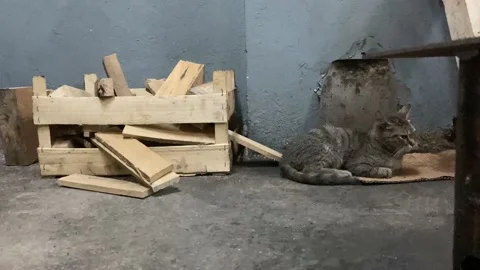 Stray cat trying to warm up inside a shop in istanbul Stock Footage 228646962