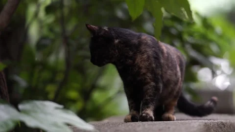 Stray Cat Turns Around and Walks Away 스톡 동영상 328512062