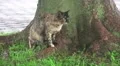 Stray Cat Under Tree To Shelter From Rain Fussa Tokyo Close Up HD HD Footage