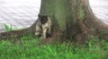 Stray Cat Under Tree To Shelter From Rain Fussa Tokyo HD HD Footage