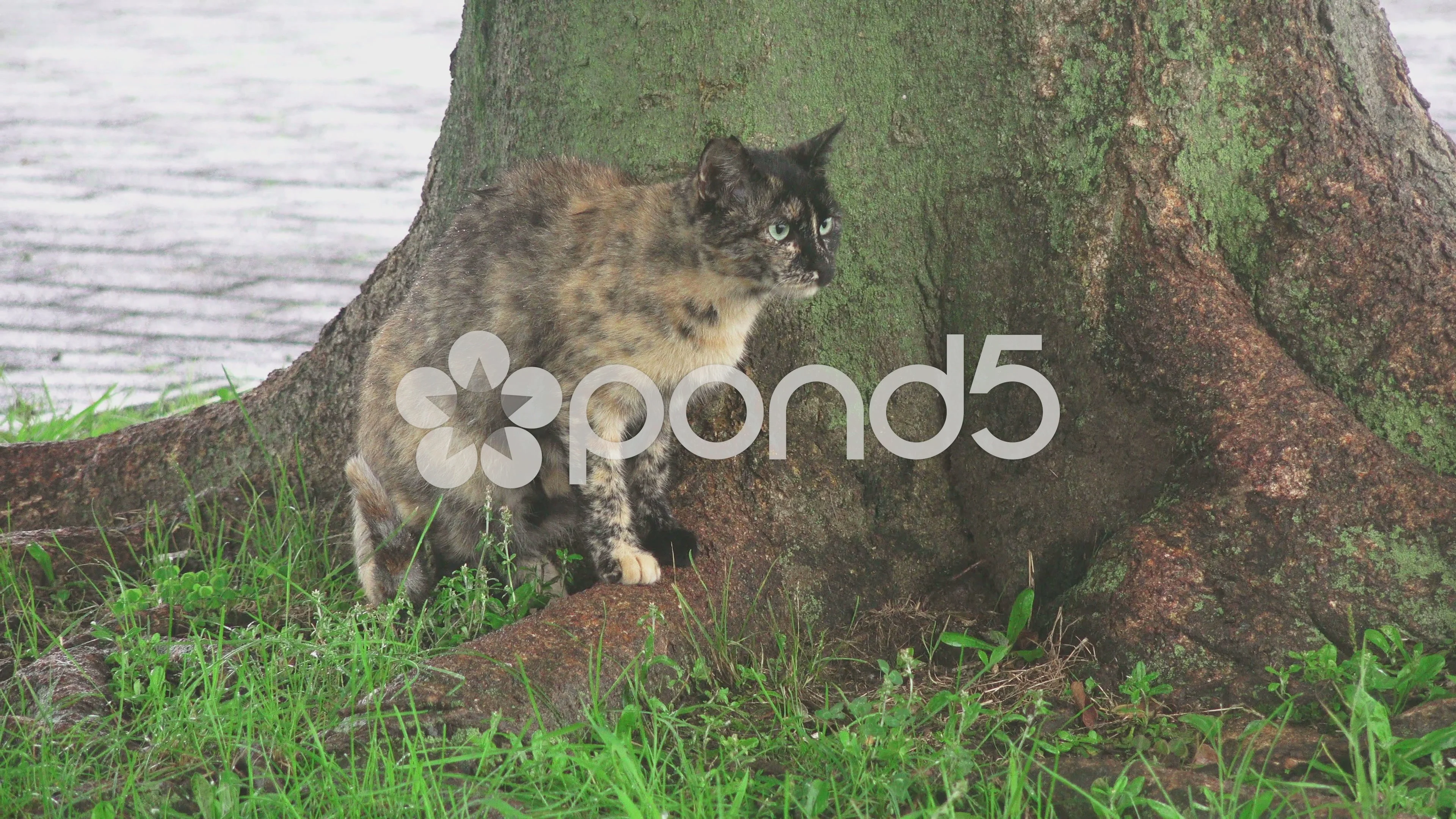 cat under tree