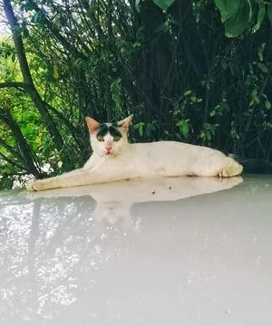 Stray cat with unique face Stock Photos