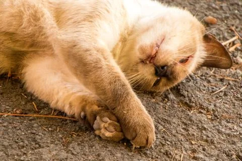 Stray Cat vs Lizard Stock Photos